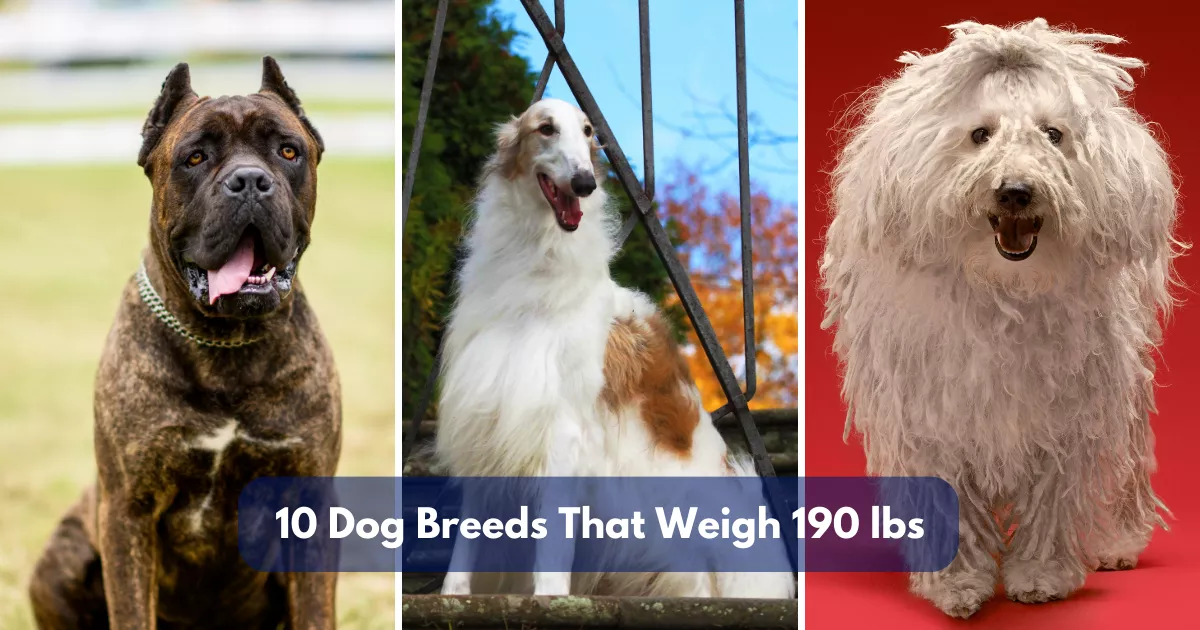 10 Dog Breeds That Weigh Around 190 Lbs (86.1 Kg)