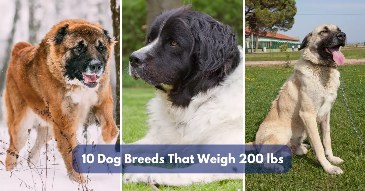 10 Dog Breeds That Weigh Around 200 Lbs (90.7 Kg)