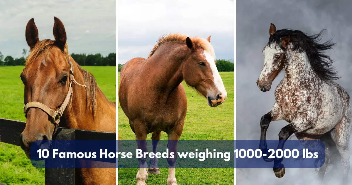 10 Famous Horse Breeds weighing 1000-2000 lbs (453-907 kg)