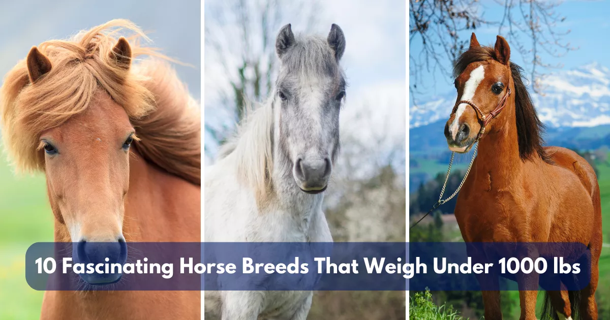 10 Fascinating Horse Breeds That Weigh Under 1000 Lbs (453 Kg)