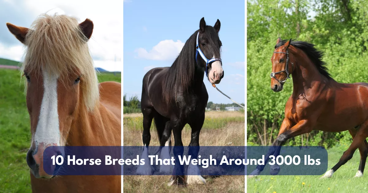 10 Horse Breeds That Weigh Around 3000 lbs