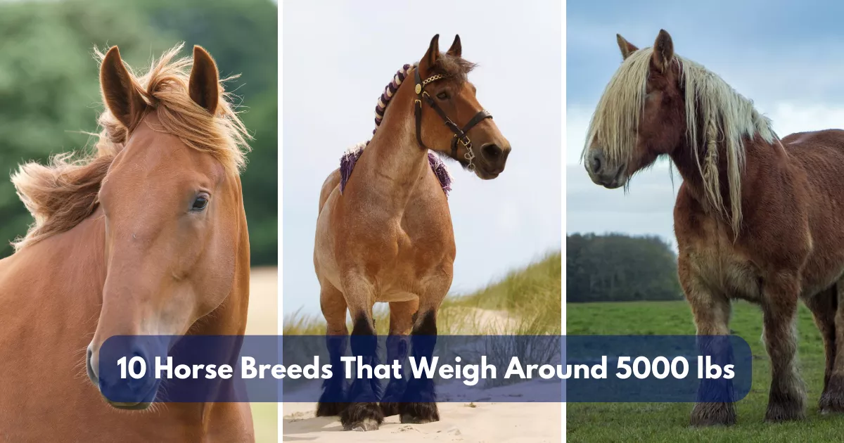 10 Horse Breeds That Weigh Around 5000 lbs