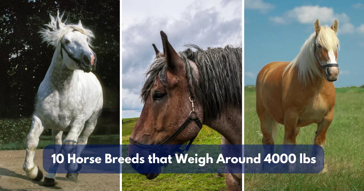 10 Horse Breeds that Weigh Around 4000 lbs