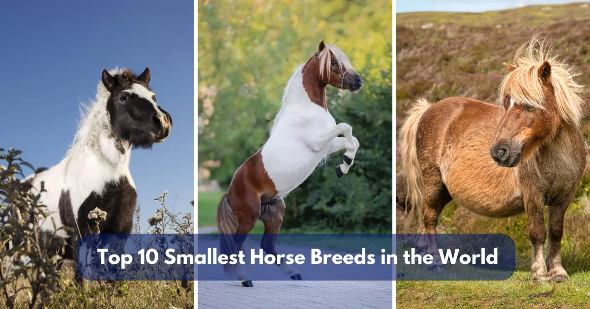 10 Smallest Horse Breeds in the World