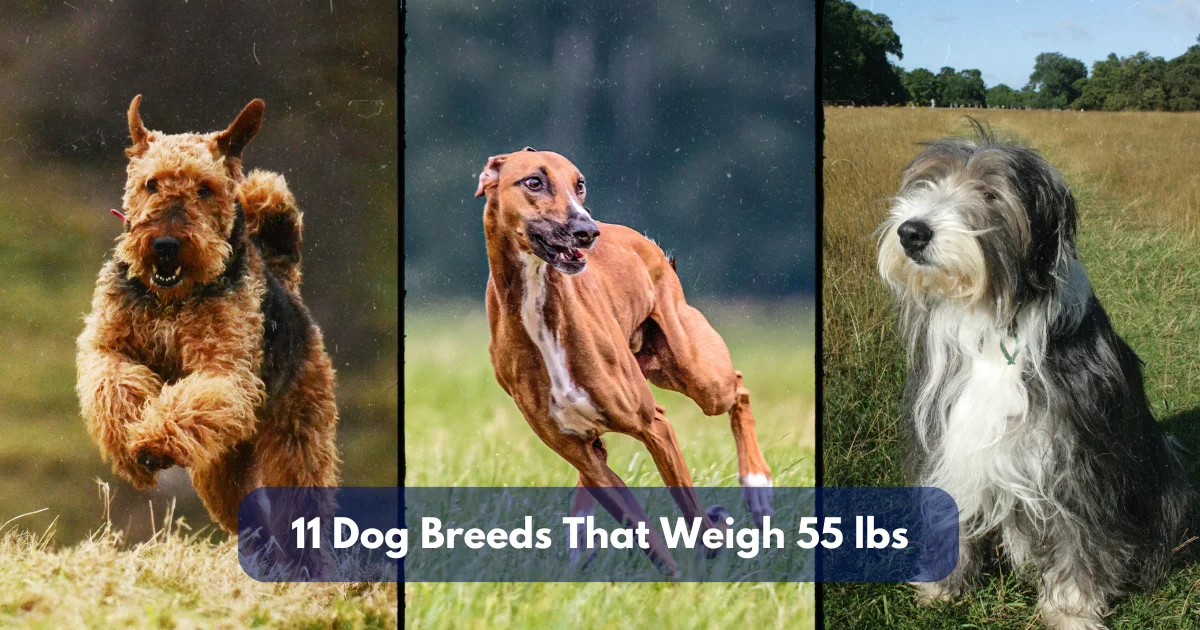 11 Dog Breeds That Weigh Around 55 Lbs (25 Kg)