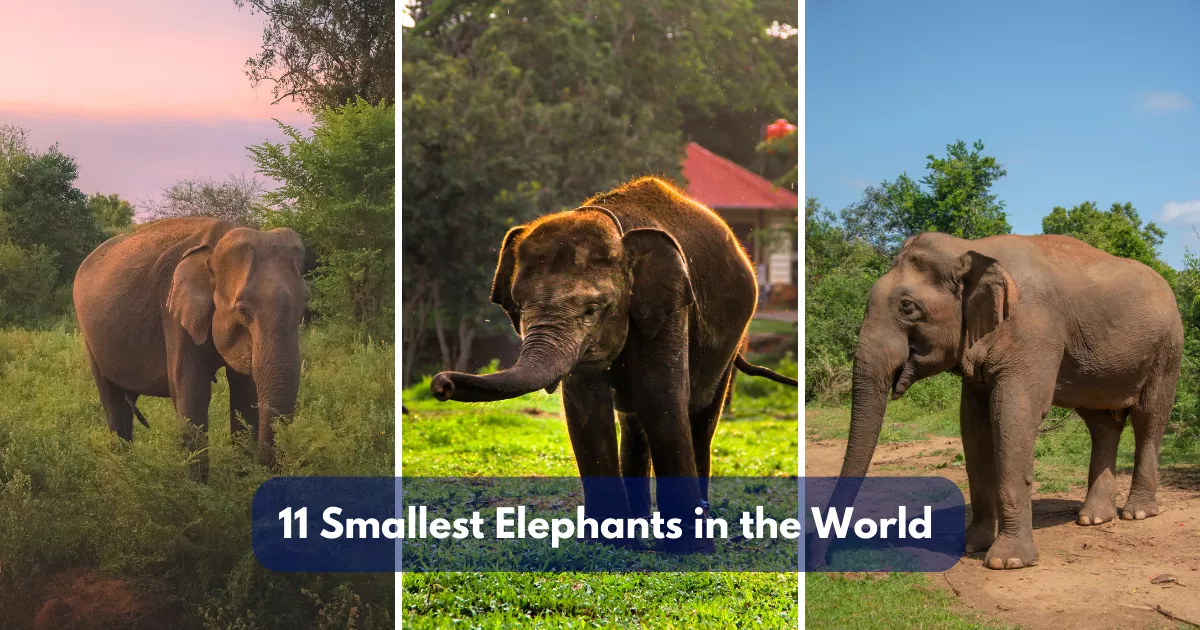 11 Smallest Elephants in the World