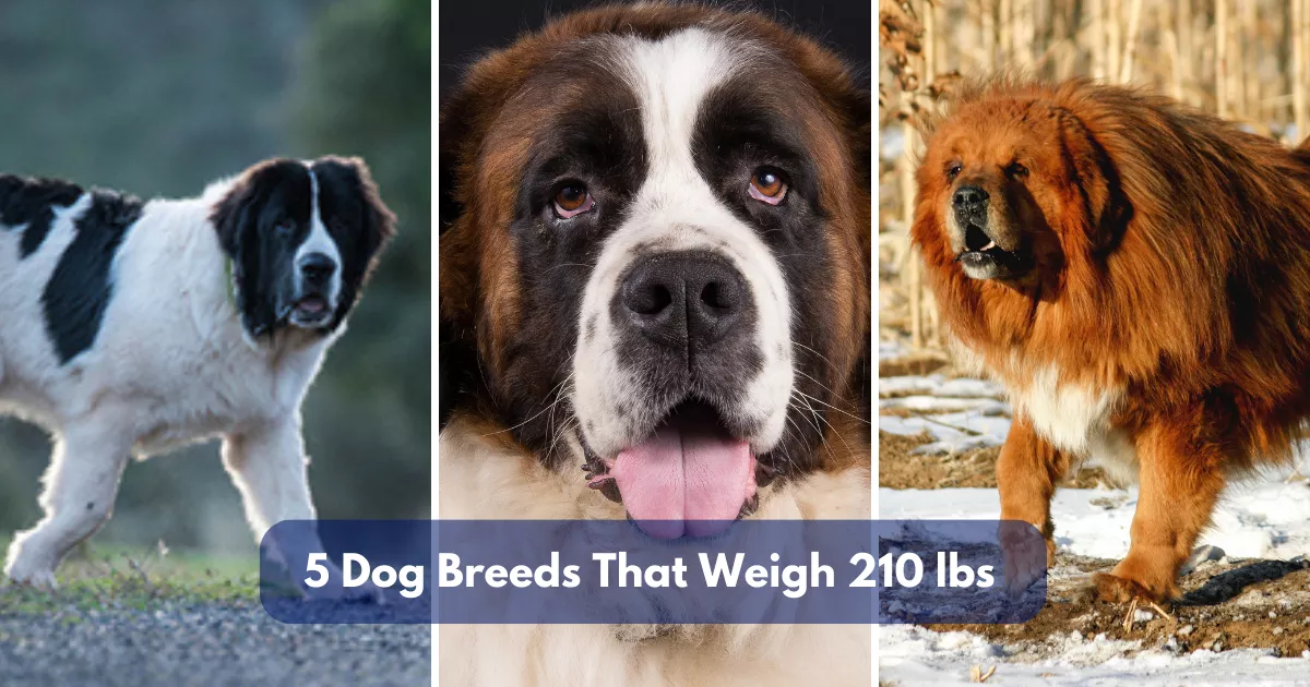 5 Dog Breeds That Weigh 210 Lbs (95.2 Kg)