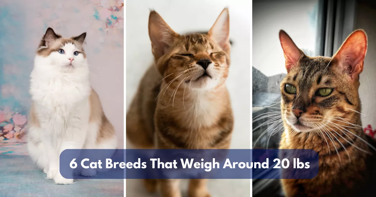 6 Cat Breeds That Weigh Around 20 lbs (9 kg)