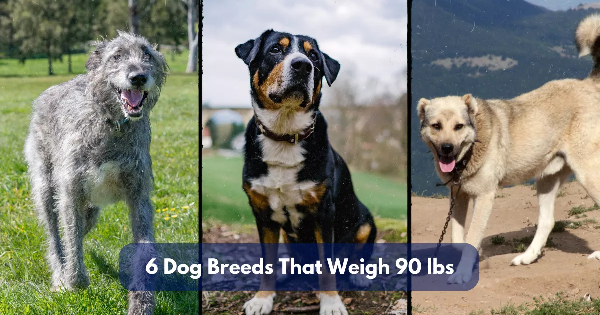 6 Dog Breeds That Weigh Around 90 Lbs (40.8 Kg)