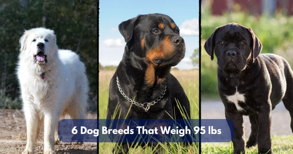 8 Dog Breeds That Weigh Around 100 Lbs (45.4 Kg)