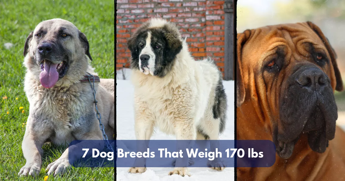 7 Dog Breeds That Weigh Around 170 Lbs (77 Kg)