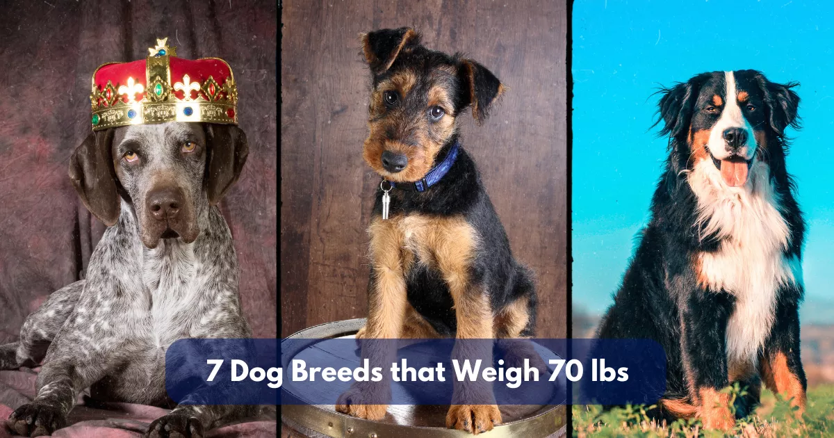 7 Dog Breeds That Weigh Around 70 Lbs (31.7 Kg)