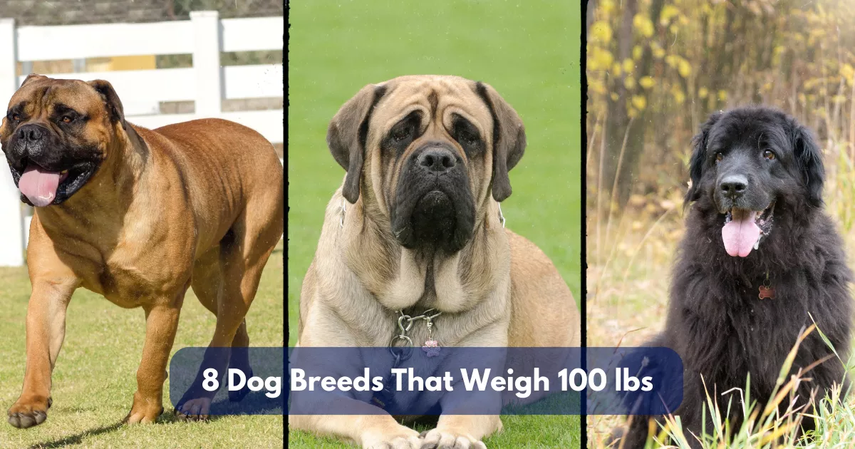 8 Dog Breeds That Weigh Around 100 Lbs (45.4 Kg)