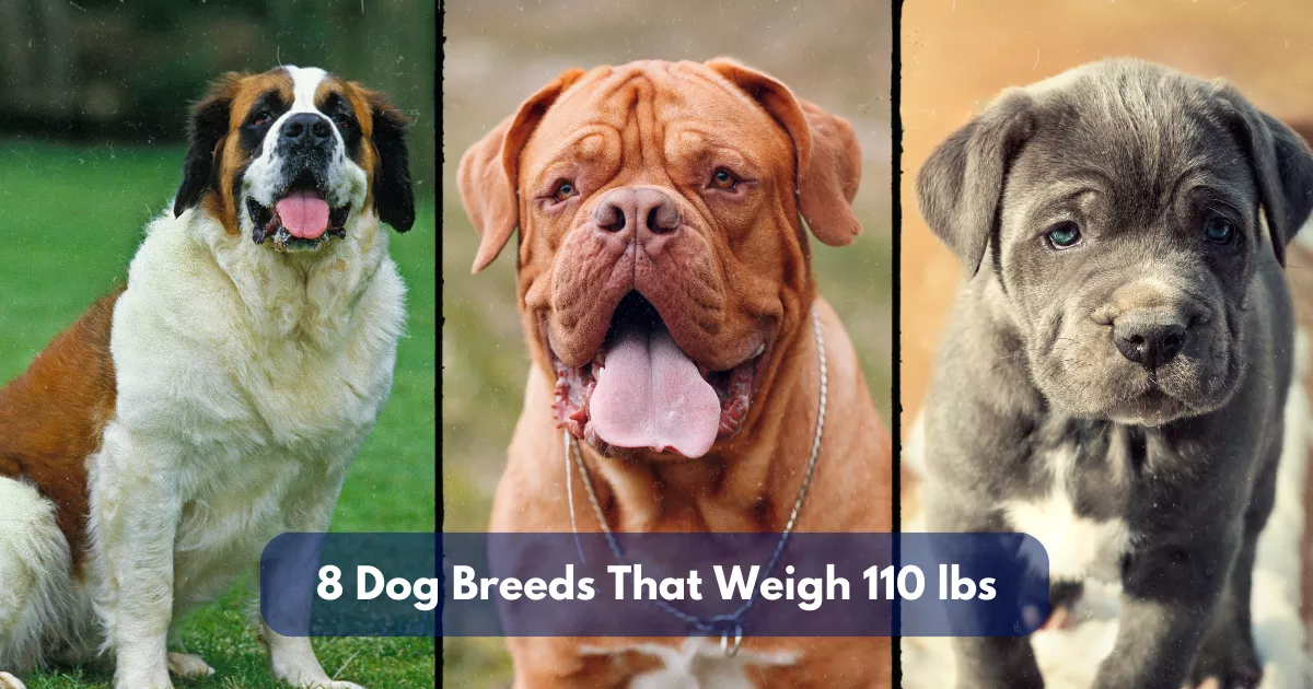 8 Dog Breeds That Weigh Around 110 Lbs (50 Kg)