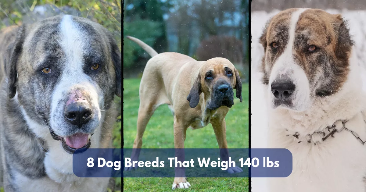 8 Dog Breeds That Weigh Around 140 Lbs 635 Kg