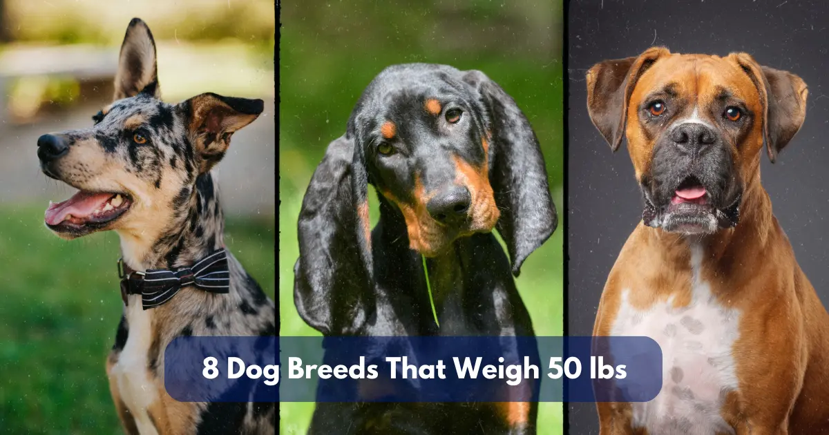 8 Dog Breeds That Weigh Around 50 Lbs (22.7 Kg)