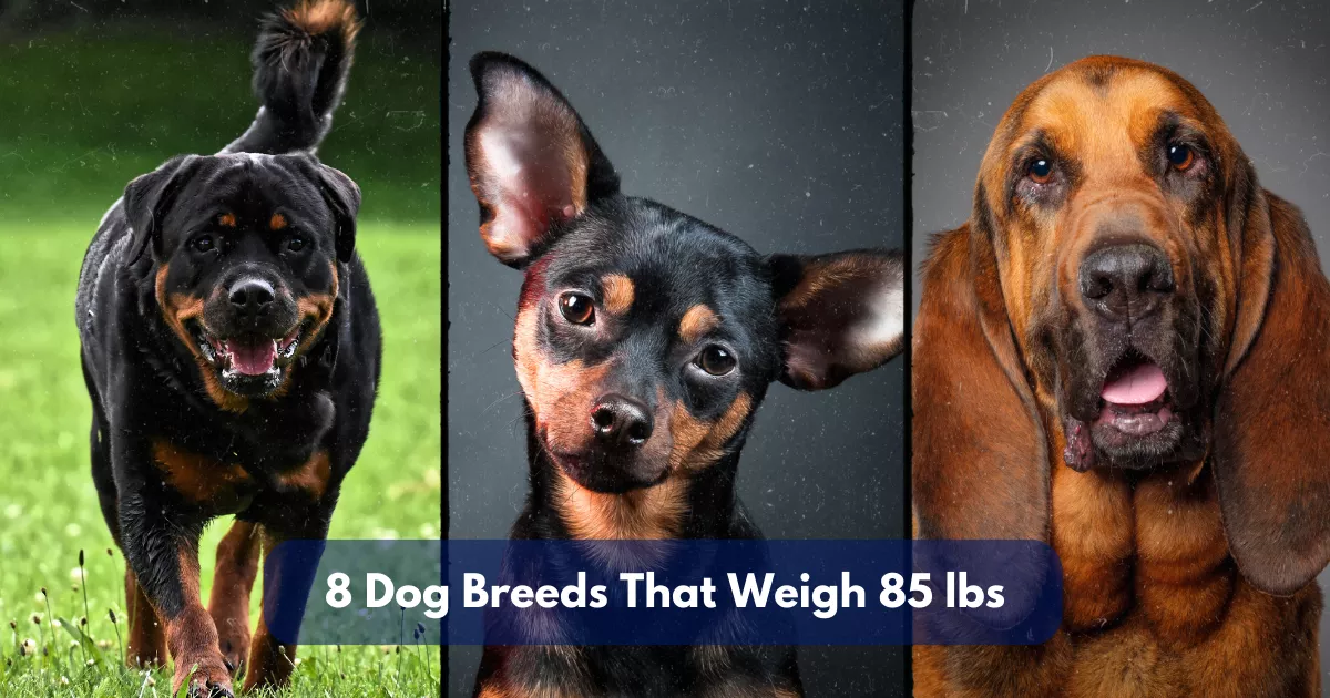 8 Dog Breeds That Weigh Around 85 Lbs (38.5 Kg)