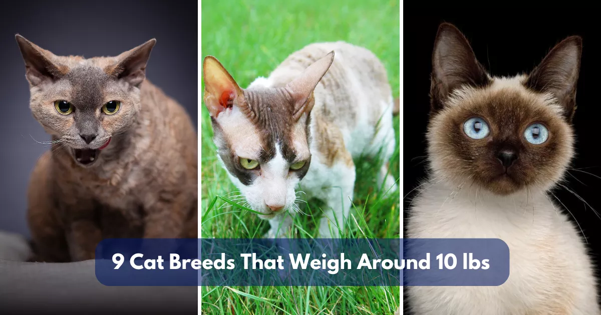 9 Cat Breeds That Weigh Around 10 lbs (4.5 kg)