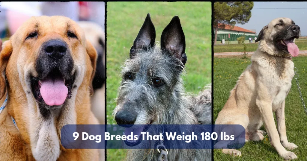 10 Dog Breeds That Weigh Around 160 Lbs (72.5 Kg)