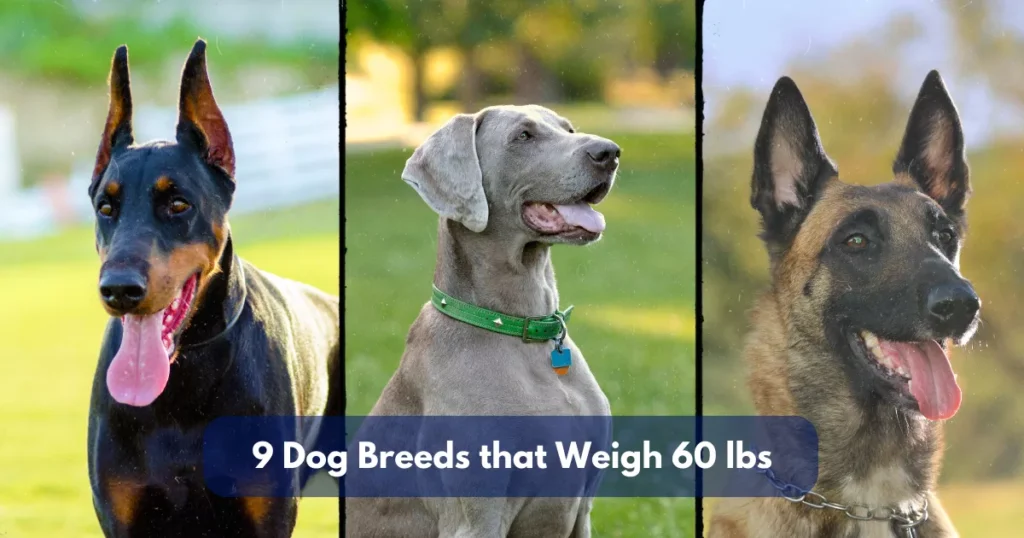 9 Dog Breeds That Weigh Around 65 Lbs (29.4 Kg)