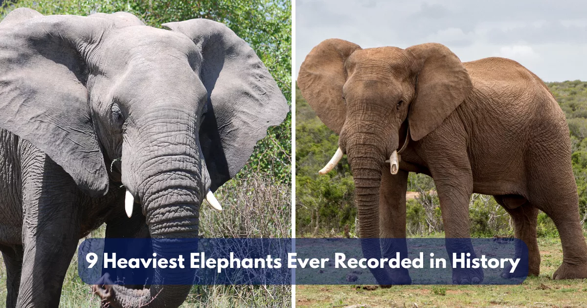 9 Heaviest Elephants Ever Recorded in History