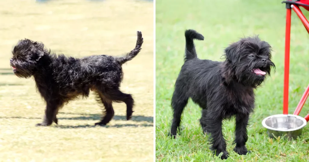 Affenpinscher