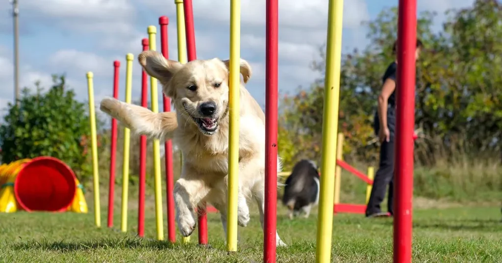 Dog Doing Agility Training