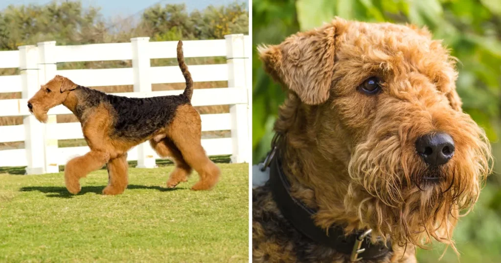 Airedale Terrier