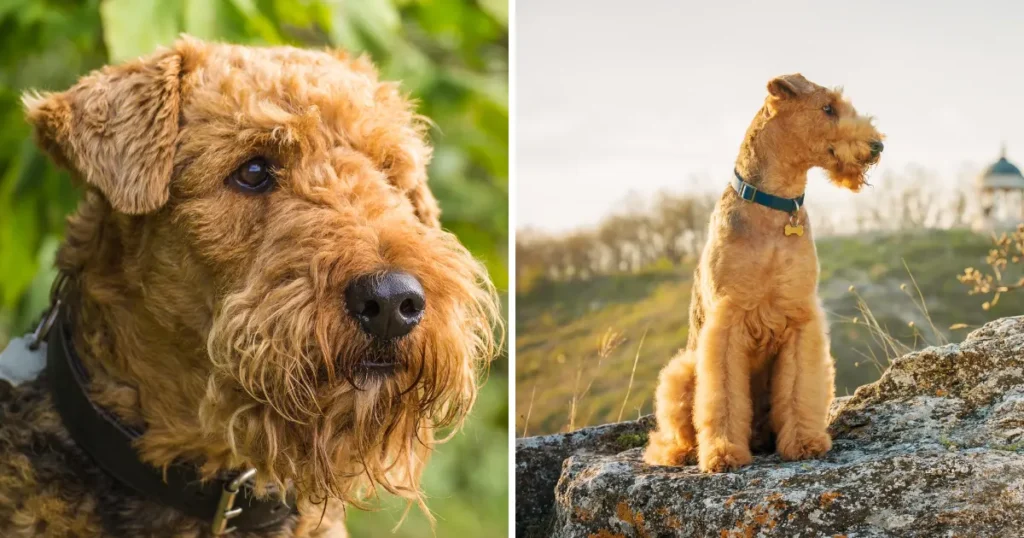 Airedale Terrier