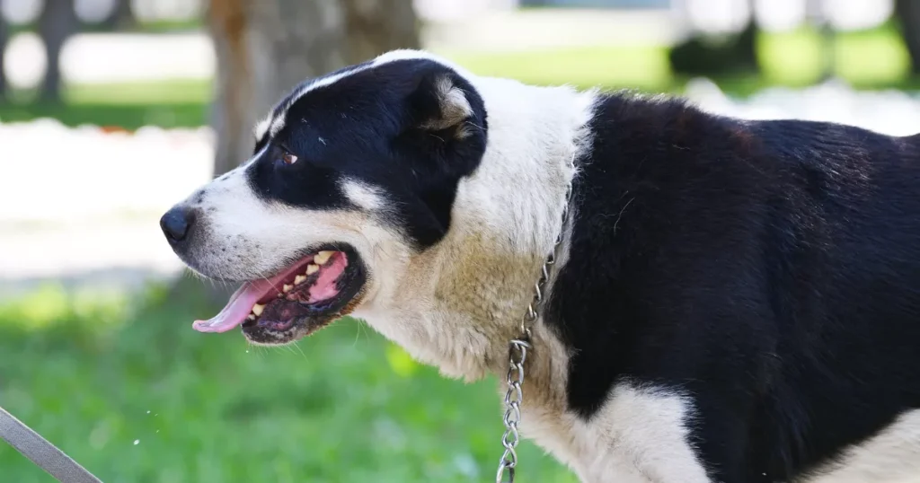 Alabai (or Central Asian Shepherd)