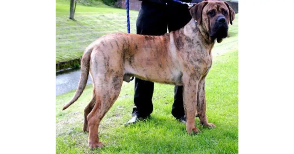 Alangu Mastiff