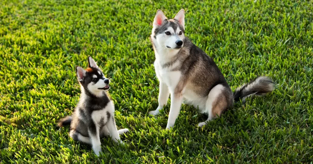 Alaskan Klee Kai