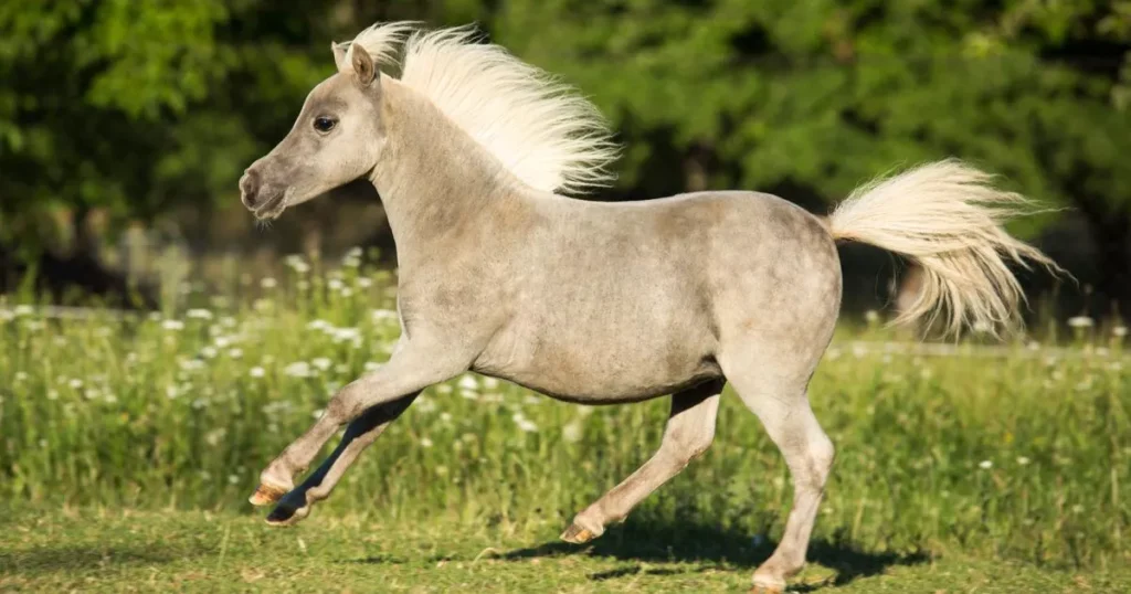 American Miniature Horse 