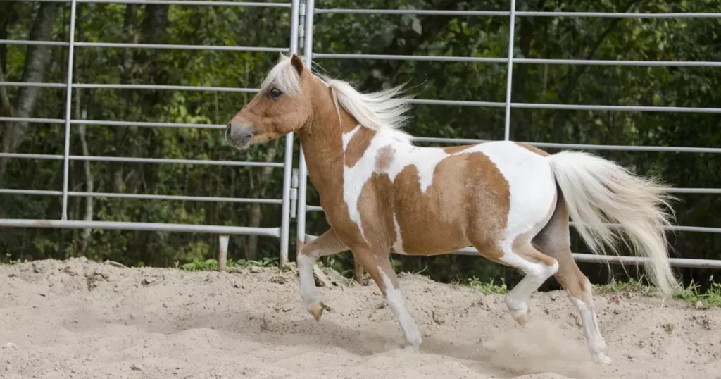 American Miniature Horse