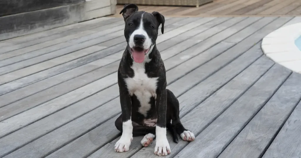 American Staffordshire Terrier