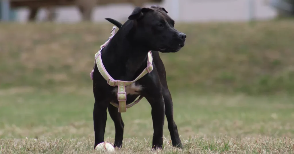 American Staffordshire Terrier