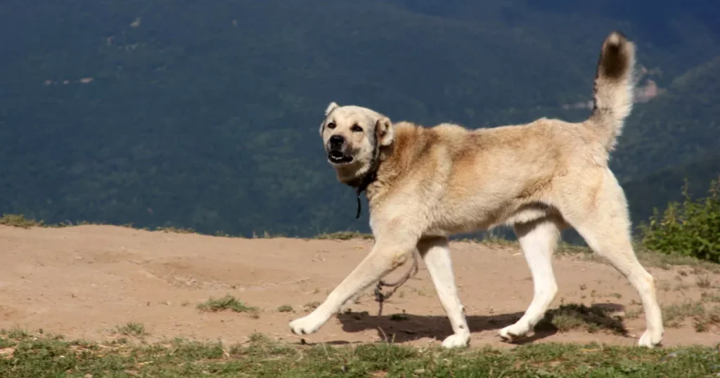 Anatolian Shepherd