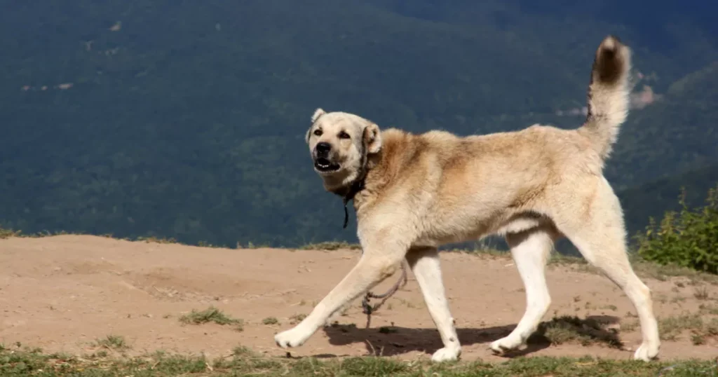 Anatolian Shepherd Dog