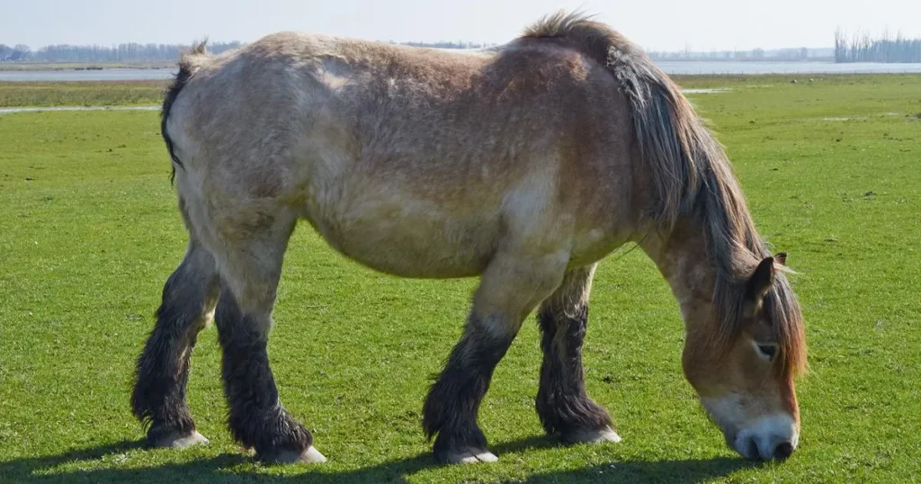 Ardennes Horse