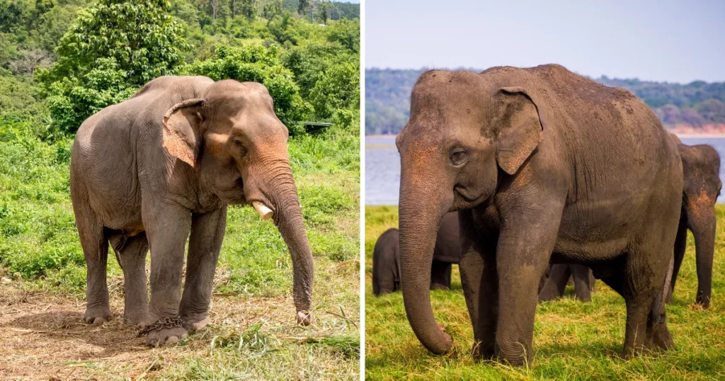 Asian Elephants