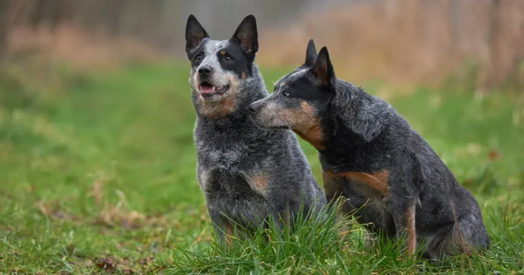 Australian Stumpy Tail Cattle Dog