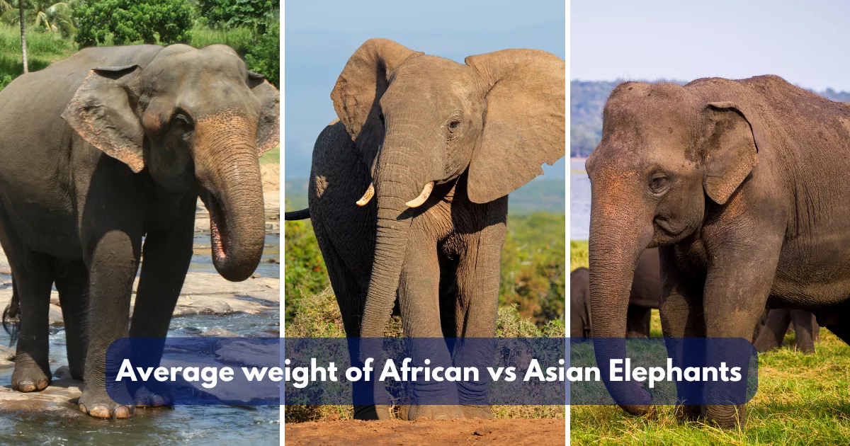 Average weight of African vs Asian elephants