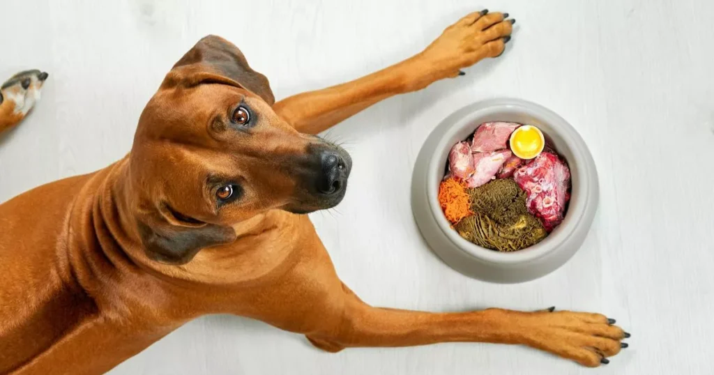 Balancing Nutritional Needs for Dogs