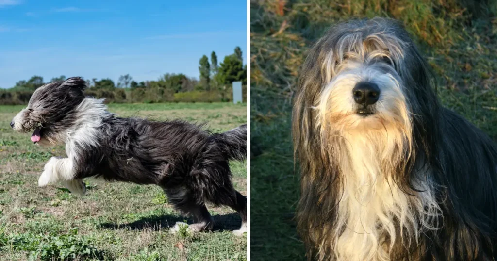 Bearded Collie