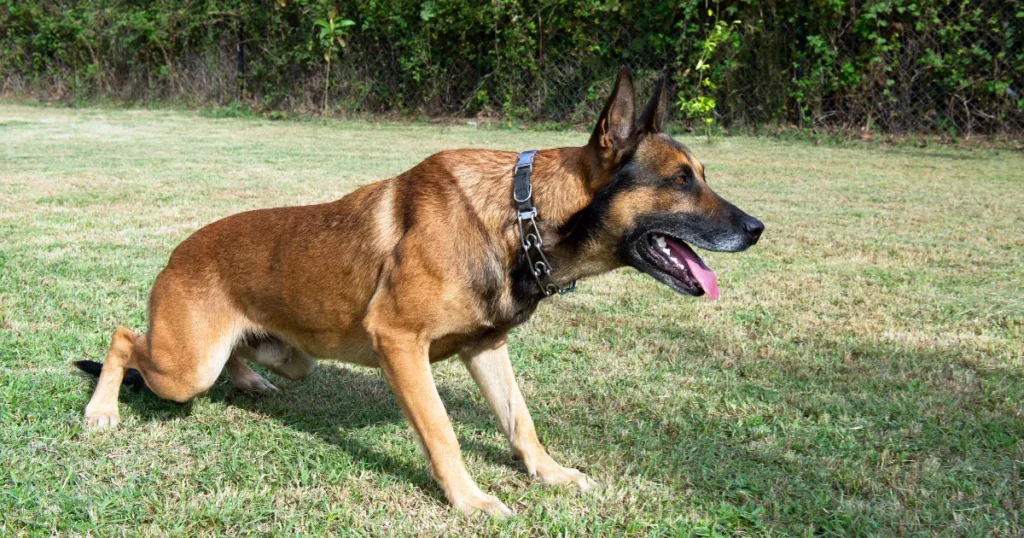 Belgian Malinois 