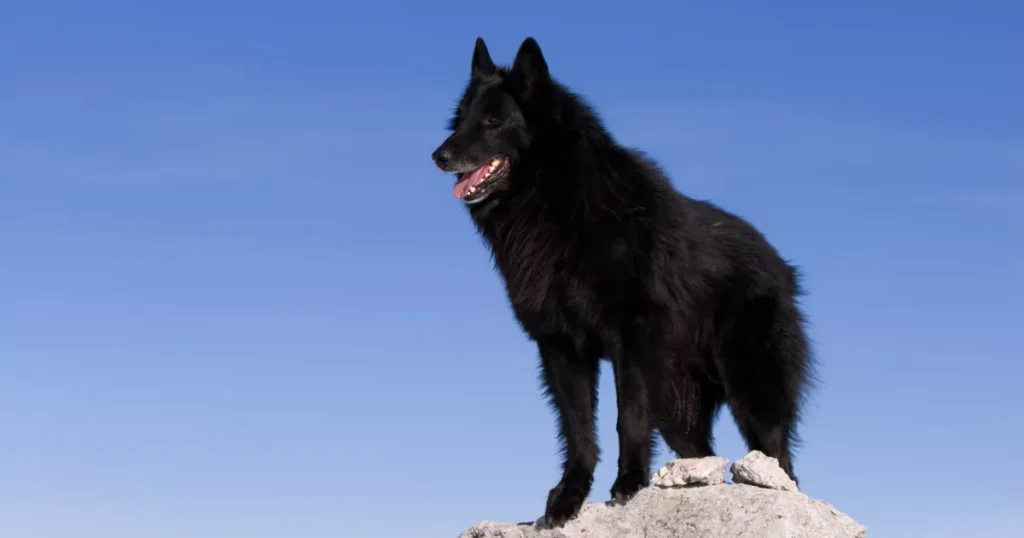 Belgian Sheepdog