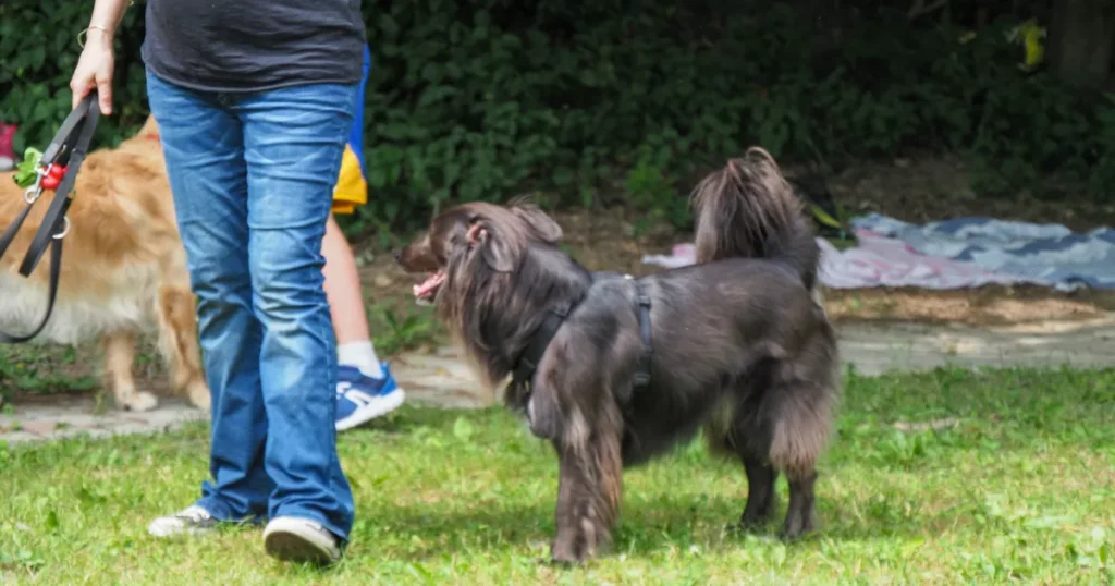 Belgian Shepherd Dog