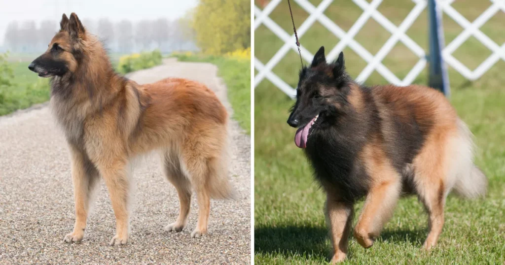 Belgian Tervuren