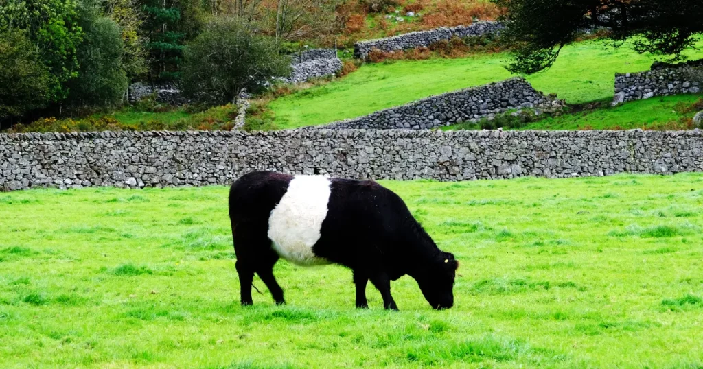 Belted Galloway cattle