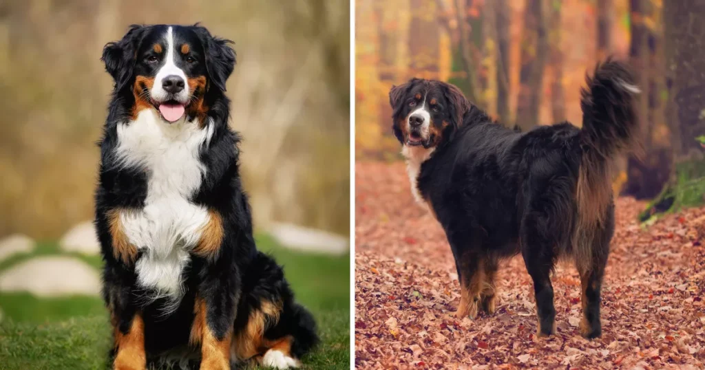 Bernese Mountain Dog